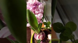 Луковичные цветы в горшках