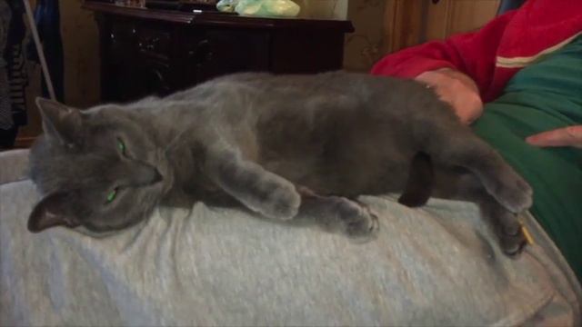 Кот готов к вечеринке. смотреть онлайн