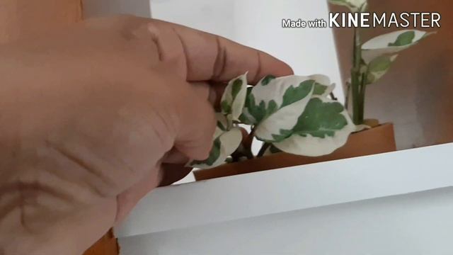 My indoor plants collection смотреть онлайн