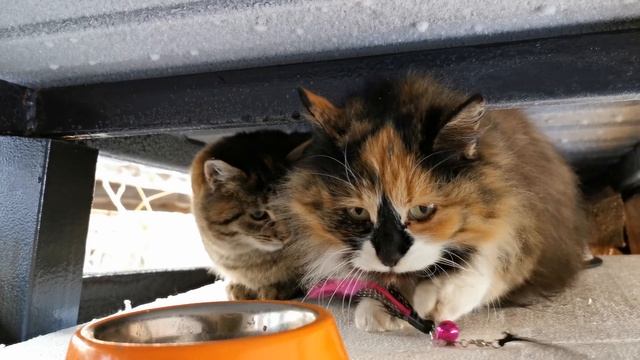 Самый дикий котёнок маленький Мякиш. смотреть онлайн