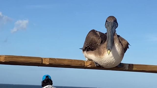 В поисках марлина. Роберт на рыбалке.Распаковка удочки. Обзор удочки для детей. Детский канал. смотреть онлайн