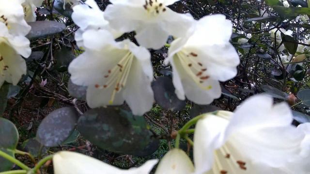 Lea Gardens May 2022 смотреть онлайн