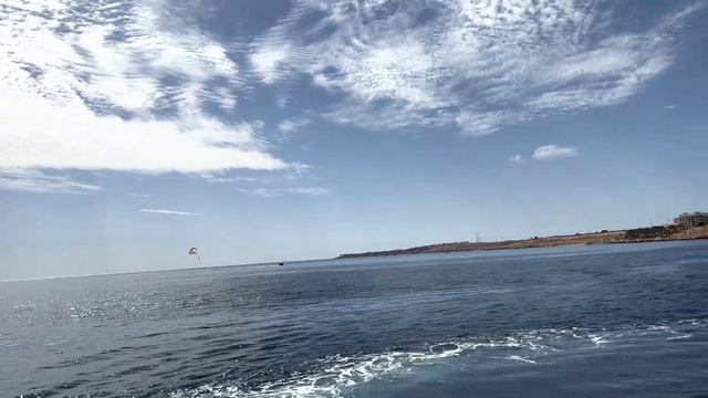 DOG VLOG: Боня купается в красном море // Едем на экскурсию смотреть рыб смотреть онлайн