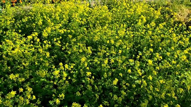 Как растёт и цветёт горчица. смотреть онлайн