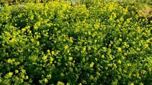 Как растёт и цветёт горчица.