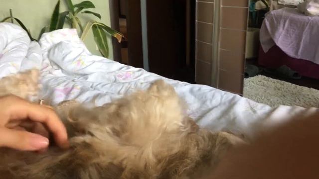 Все любят, когда их гладят. смотреть онлайн