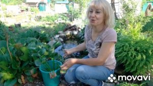 Эйхорния (водный гиацинт). После зимы в водоем