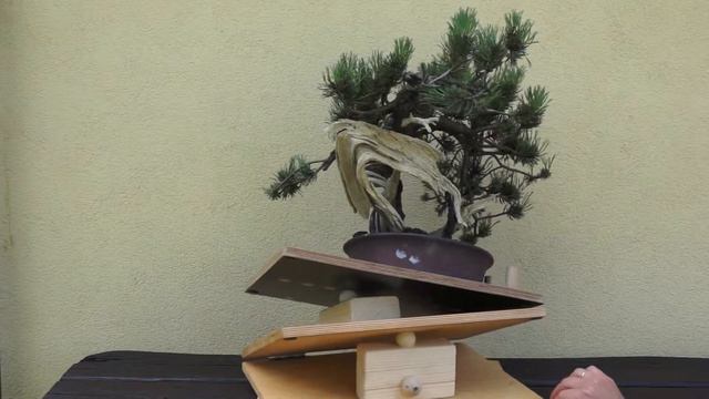 Pinus mugo nr 2/wer 1 смотреть онлайн