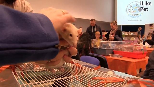 Декоративные крысы на ilikepet смотреть онлайн