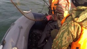 Ловля краба на Камчатке в Авачинской бухте