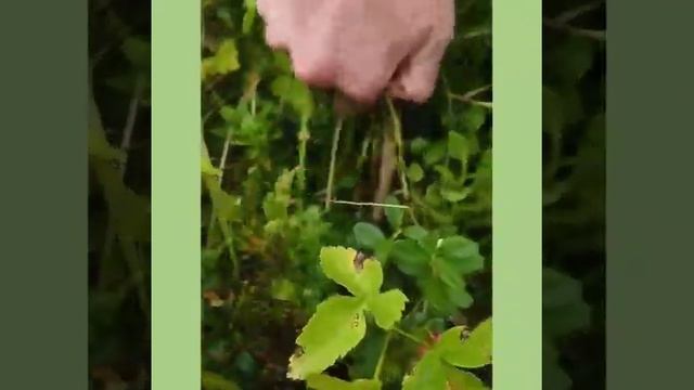 Поход за черникой и брусникой !!!!