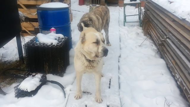 Любовь у собак (САО). смотреть онлайн