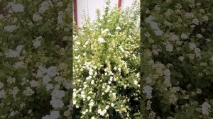 Спирея,невеста уход,размножение