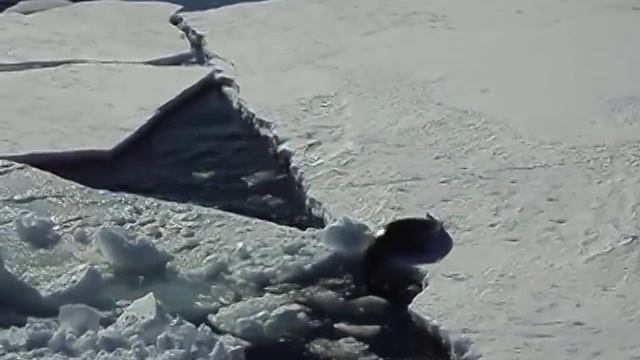 Морской леопард играет как котенок смотреть онлайн