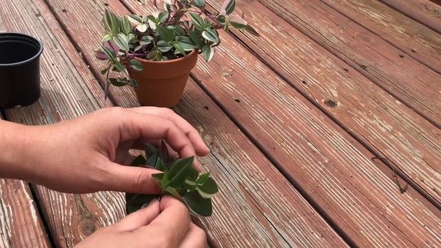 Tradescantia Tricolor Fluminensis - Propagation & Repotting