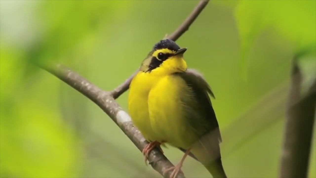 Мидис ( СУТЬ ) - Балдаран смотреть онлайн