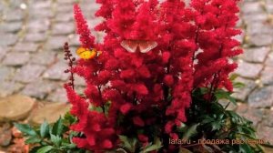 Астильба арендса Глат (astilbe arendsii glut) ? Глат обзор: как сажать, саженцы астильбы Глат