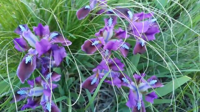 Полевые дикие ирисы необычайной красоты смотреть онлайн