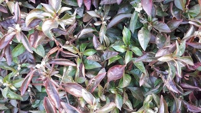 Alternanthera Bettzickiana – Grow, Care & Eat (Parrot-leaf Or Sanguinarea)