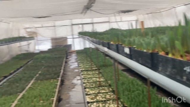 Выгонка тюльпана к 8 марта. 30 января. 2023. Обзор сортов. смотреть онлайн