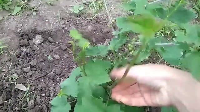 ТЛЯ НА СМОРОДИНЕ? Быстрый и доступный СПОСОБ ИЗБАВЛЕНИЯ от тли!!! смотреть онлайн