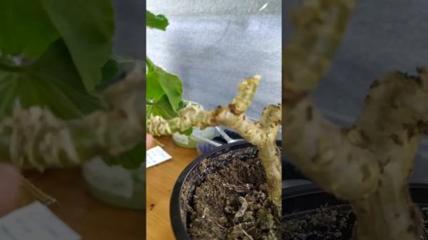 Обрезка Denise Sutarve