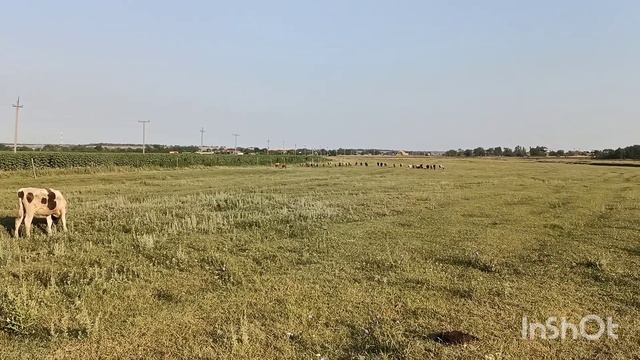 Ремонтируем эл.изгородь. Телята хулиганят.