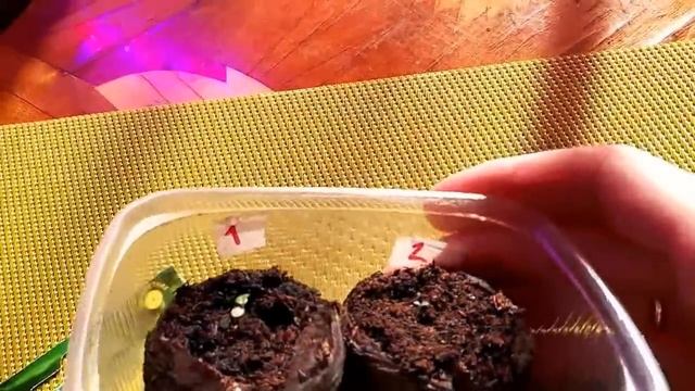 Калибрахоа,как вырастить красивый куст.Выращивываем правильно.ОБЗОР ВСХОДОВ смотреть онлайн