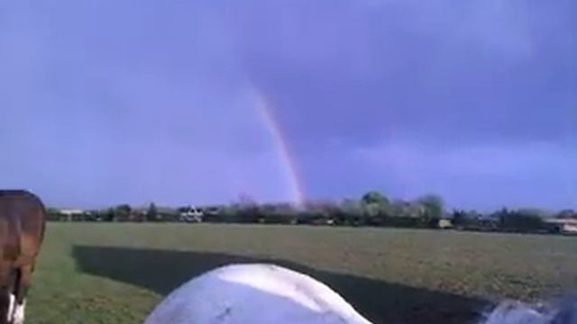 Amaryllis Rainbow смотреть онлайн