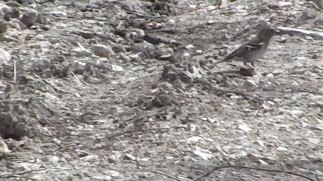 Самка зяблика. смотреть онлайн