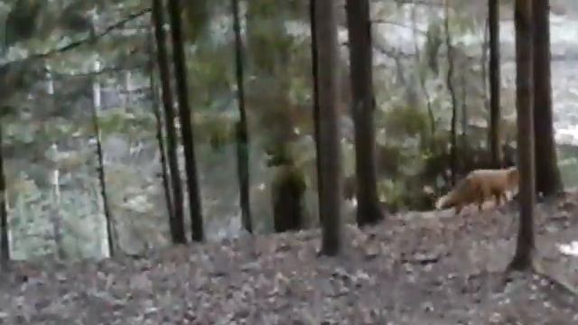Лиса напала на собаку смотреть онлайн