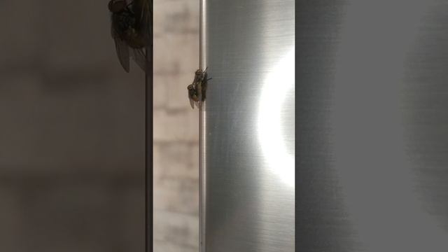 Как размножаются Мухи!!! смотреть онлайн