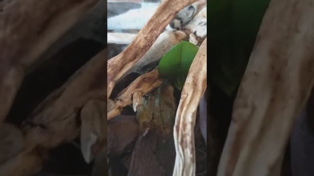 צמיחה חדשה בסחלב ללא עלים - Phalaenopsis Orchid смотреть онлайн