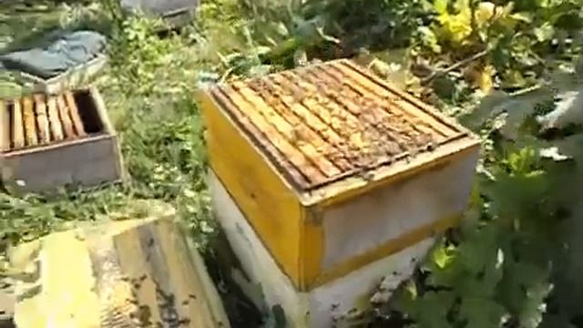 июль на пасеке - пчелы заливают нектаром все рамки и матке негде сеять, что делать смотреть онлайн