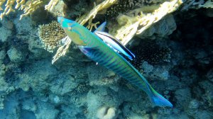 Симбиоз морских обитателей (Красное море, Шарм-Эль-Шейх, май 2024).