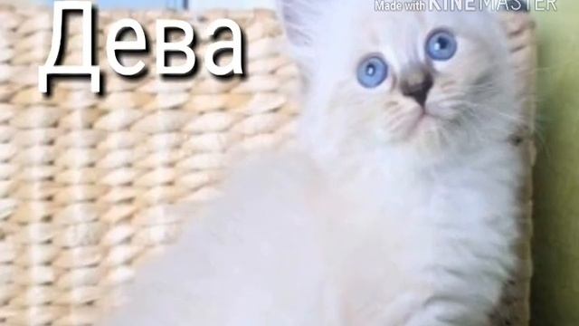 Гороскоп какая порода кошки подходит тебе больше всего смотреть онлайн