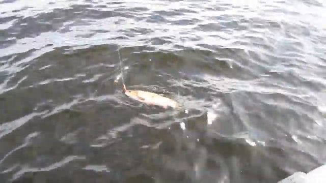 Вот она рыба моей мечты! Язь. смотреть онлайн