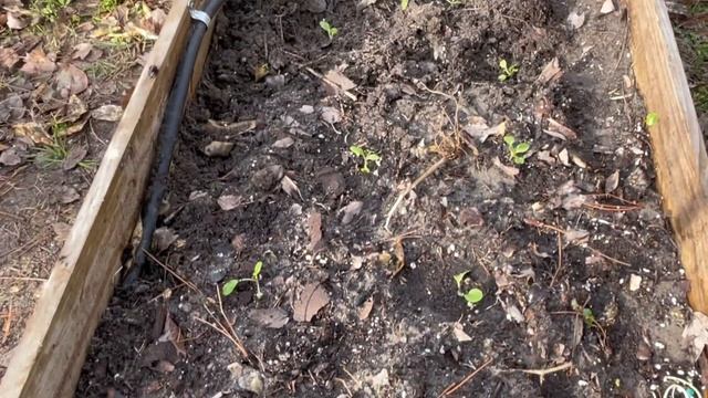 Easiest To Grow Vegetable For Beginners| Garden Update In January 2023 @PGTV101 смотреть онлайн