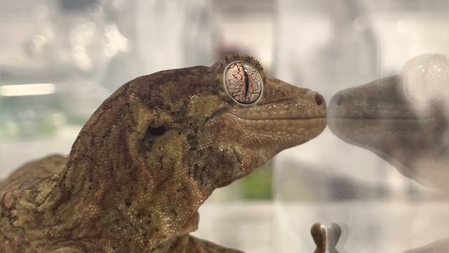 The FIRST Toronto Reptile Expo Of 2023