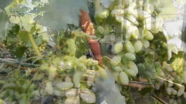 Виноградные трудности досаждающие виноградаря!Отсутствие защиты от града и как итог гибель урожая! смотреть онлайн