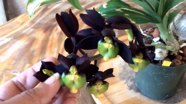 Catasetum Tenebrosum (Pollen Ejecting!!)