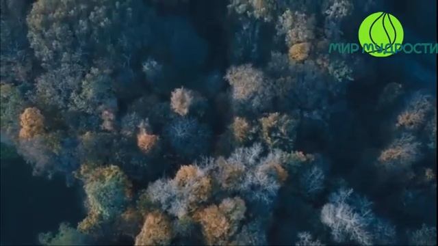 Как осознать себя во сне?! Карлос Кастанеда. Искусство Сновидения смотреть онлайн