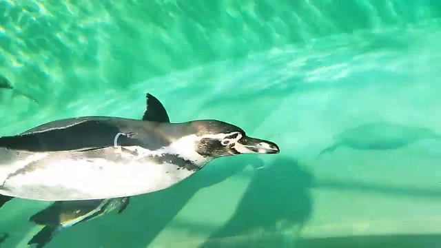 е какие красивые пингвины Гумбольдта 18 сентября 2021 г. смотреть онлайн