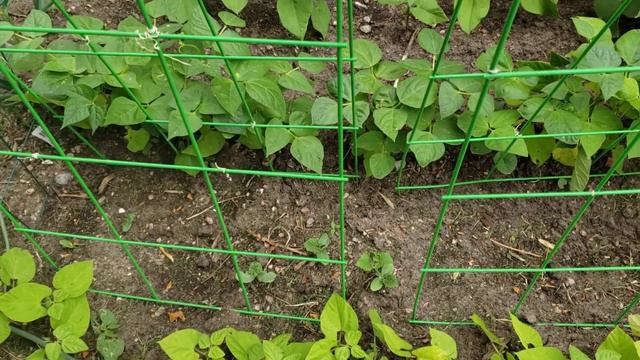 Fall Garden Planting and Garden Update, Happy July 4th! смотреть онлайн
