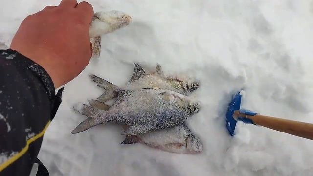 ПОДЛЕЩИК, ПЛОТВА И Хорошее настроение!!! Зимняя рыбалка 2021-2022!!! смотреть онлайн