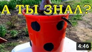 КЛУМБА из старого ВЕДРА или необычные идеи???