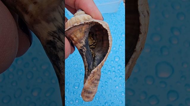 Крабик в ракушке