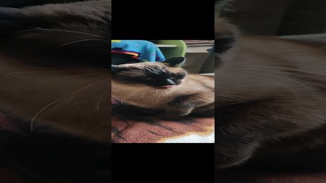 Злой Тайский Кот Леопольд. ?