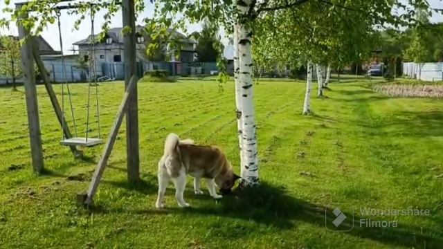 AKITOMANIA. Наши будни. #акитомания #dog #акита #собака #akita #американскаяакита #americanakita смотреть онлайн