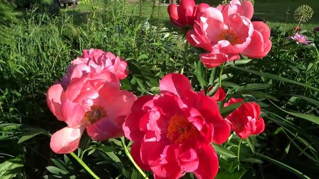 Пион ЭЛЕН КАУЛИ ? Paeonia ELLEN COWLEY: обзор, описание, цветение, отзыв смотреть онлайн